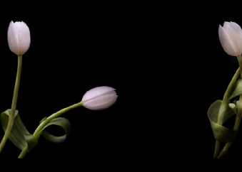 When Tulips Tango Photography Art | Patti Gary Photography