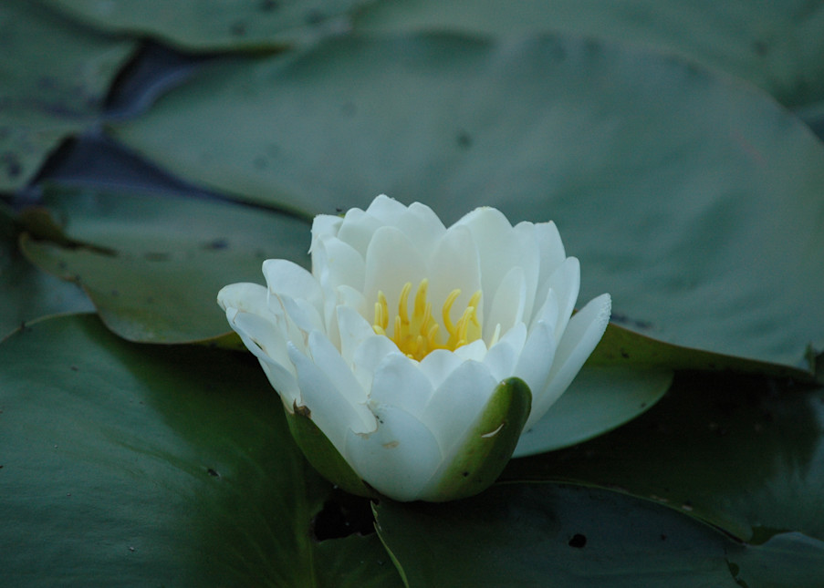 Water Lily 1507-0061