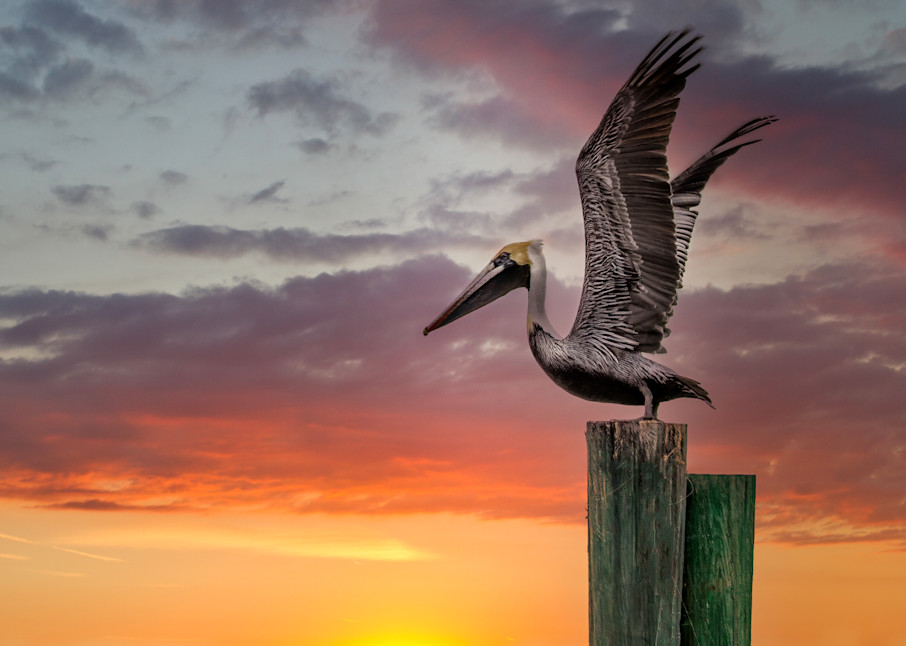 Pelican   Florida Keys Photography Art | John Dukes Photography LLC
