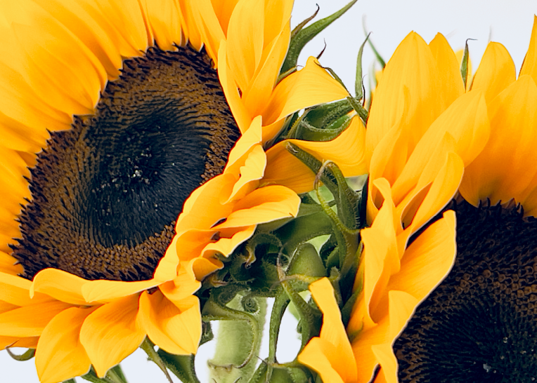 Brighten up your home with these cheery sunflower prints