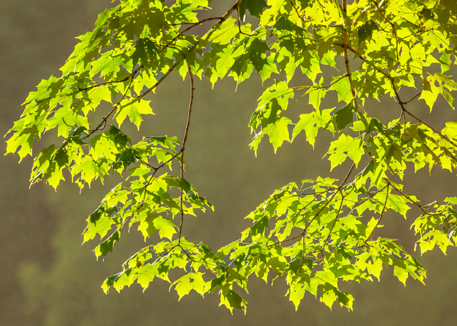 Light Through Sugar Maple Leaves — New York fine-art photography prints