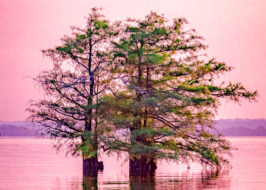 Pink Cypress