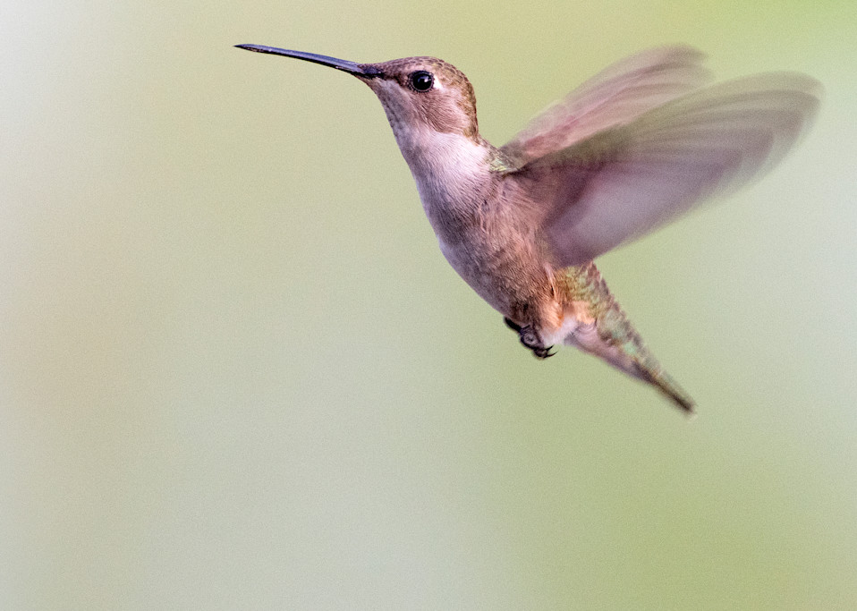 Allens Hummingbird Hovers Photography Art | Vandivier Fine Art