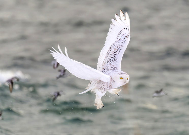 Snowy Owl Takes Flight
