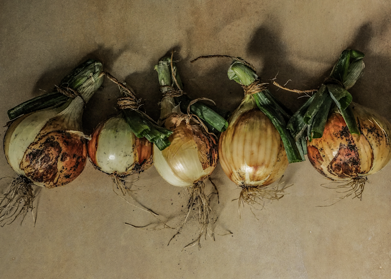 Victorian Vegetables: Walla Walla Onion  Photography Art | The Elliott Homestead, Inc.