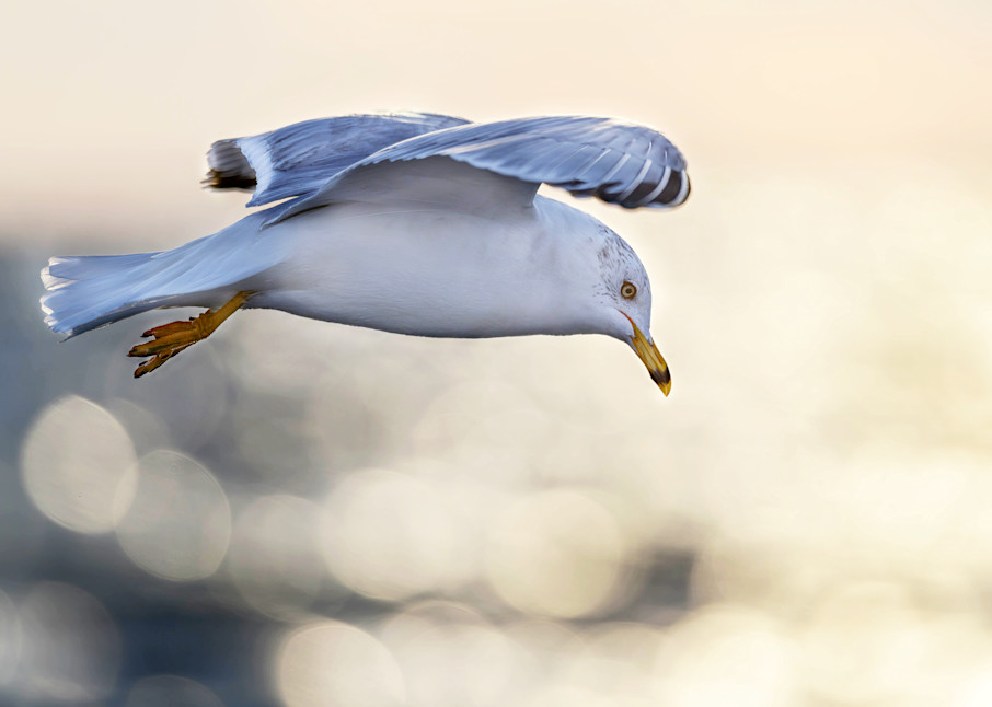 Ring-billed Gull Rise Above