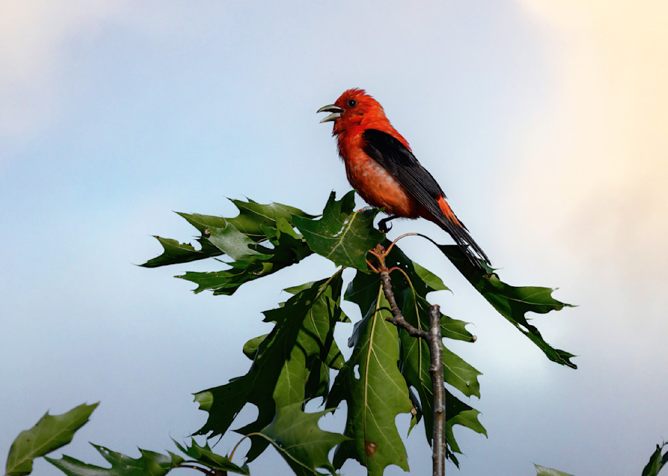 Scarlet Tanager   Flame In The Sky Photography Art | D. Noel Imagery