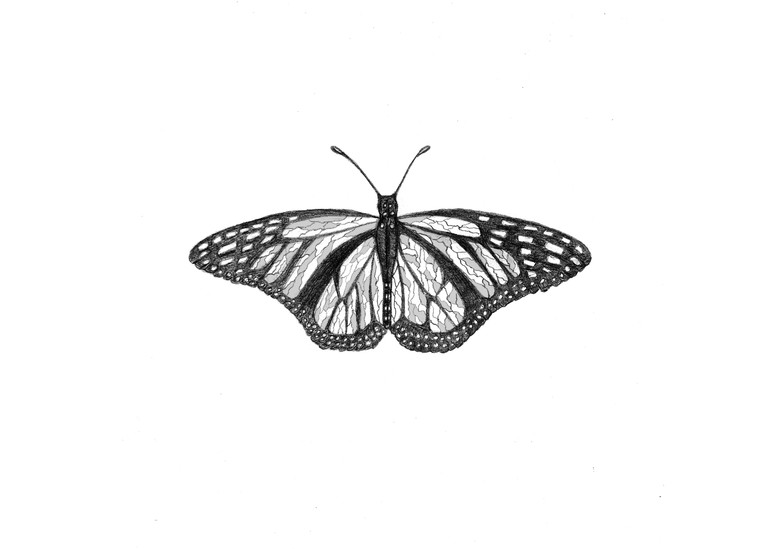 Butterfly Art | Morgan Trading Company