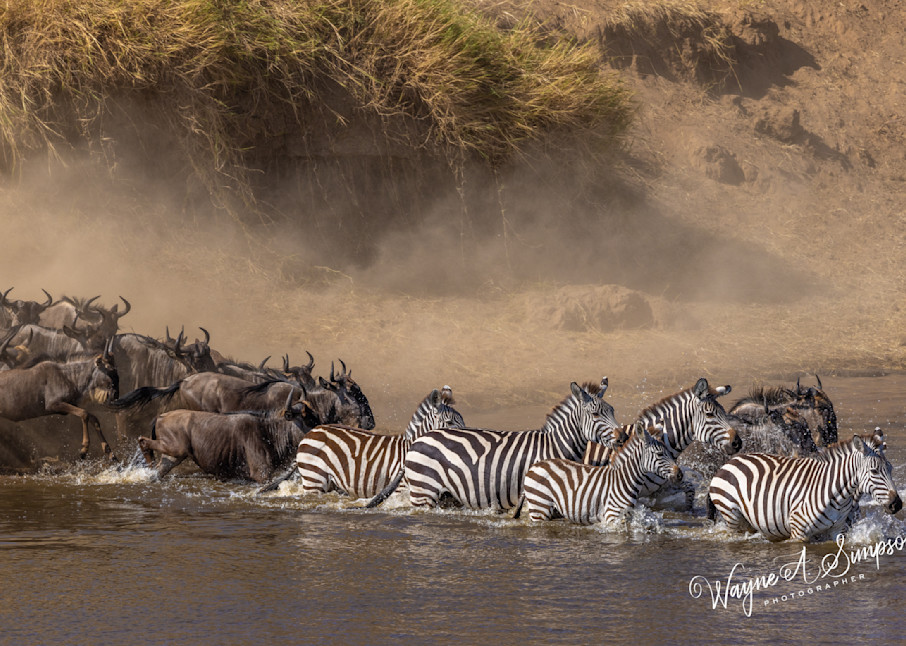 Great Migration, Wildebeests And Zebras Photography Art | waynesimpson