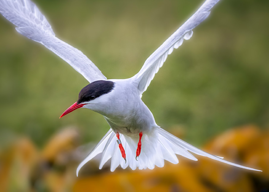 Arctic Tern Attack | Birds Collection | CBParkerPhoto Art