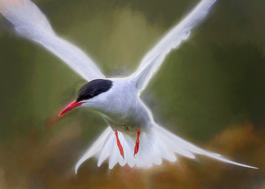Arctic Tern Attack v2 | Birds Collection | CBParkerPhoto Art