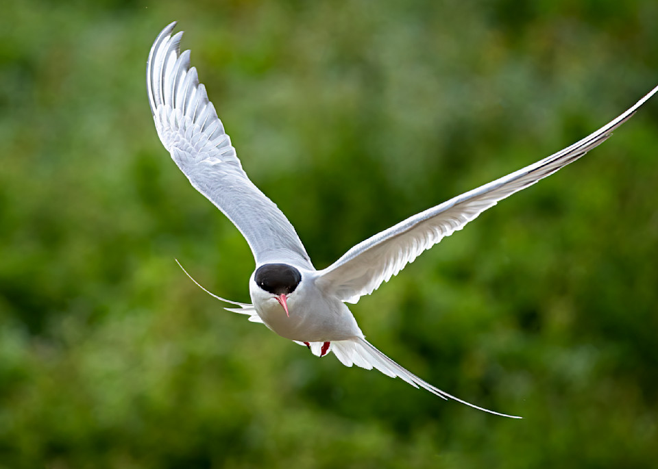 Arctic Tern in Flight #1 | Birds Collection | CBParkerPhoto Art