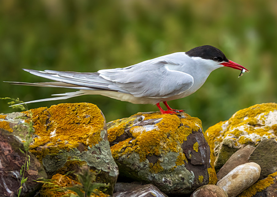 Arctic Tern with Sand Eel | Birds Collection | CBParkerPhoto Art