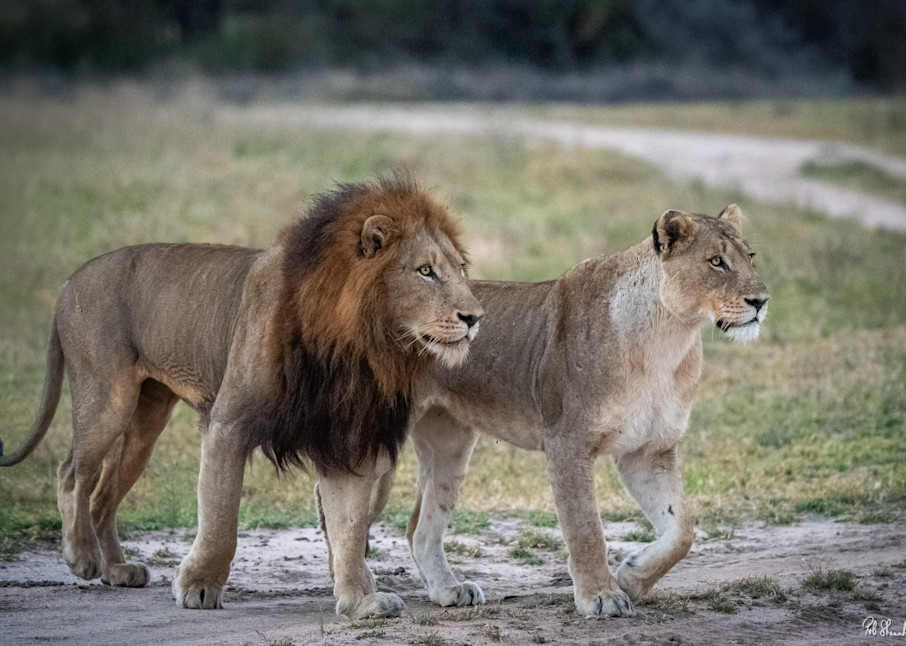 Lion and lioness, Africa, Londolozi, South Africa