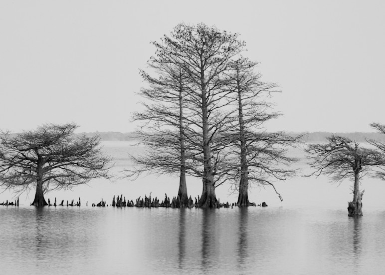 Black and white platinum landscape lake with six bald cypress trees