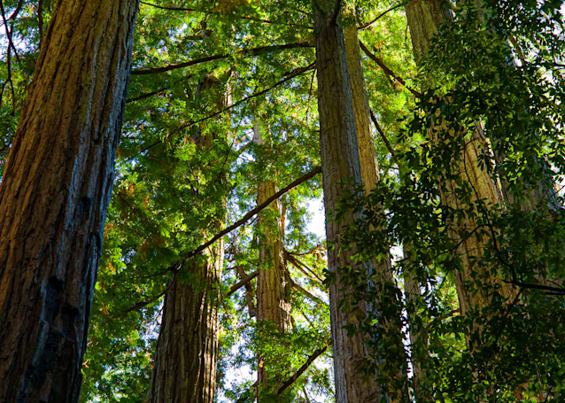 Big Basin Redwoods State Park, California