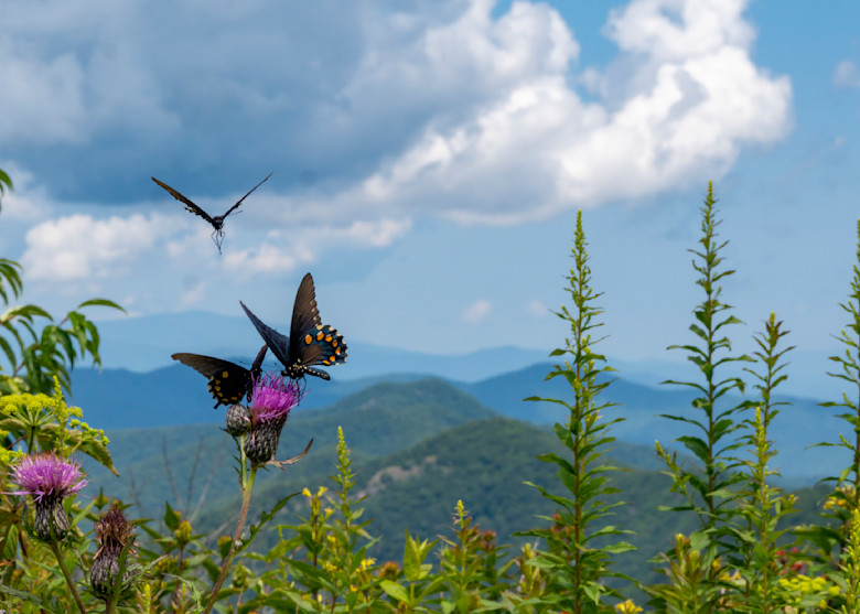 Pipevine Swallowtails on Thistle