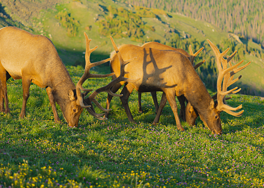 Rocky Mountain Bull Elk Art | Ron Ware Photography