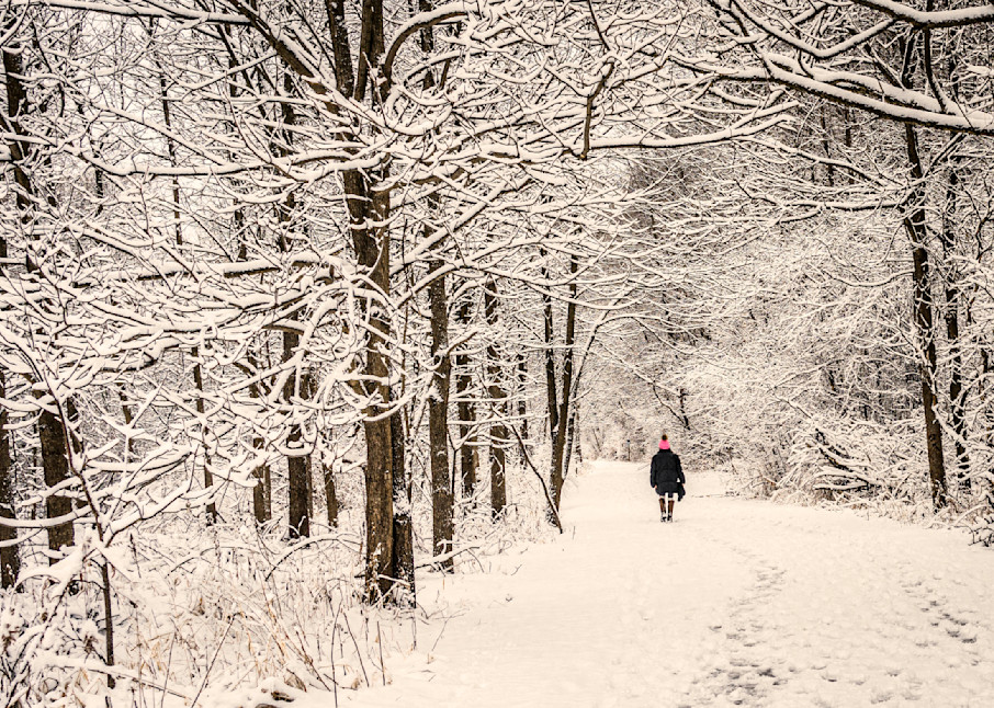 Snowy Walk In The Woods Photography Art | Patricia Claire Photography