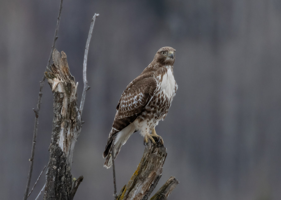 Red-tailed Hawk at Rest | Terrill Bodner Photographic Art