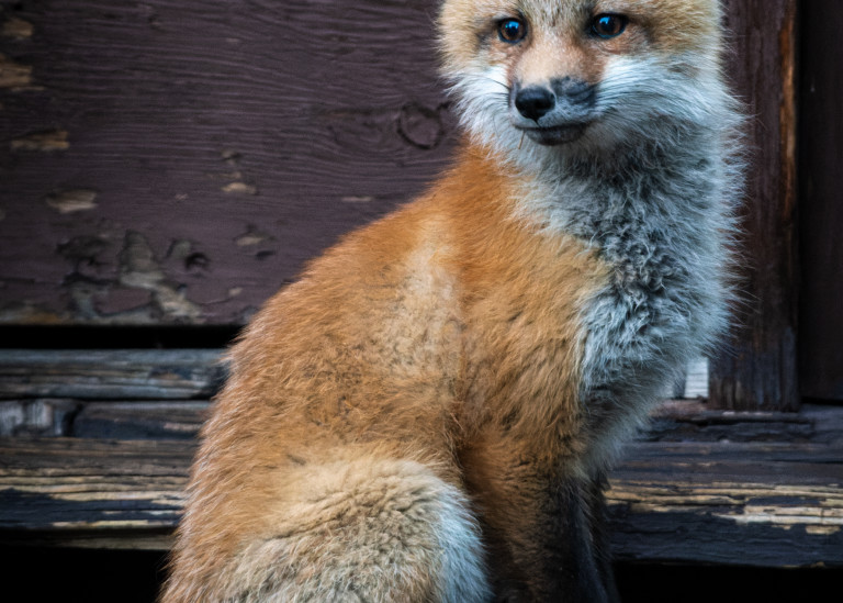 Red Fox At Yellowstone Photography Art | Jon Berndt Photography