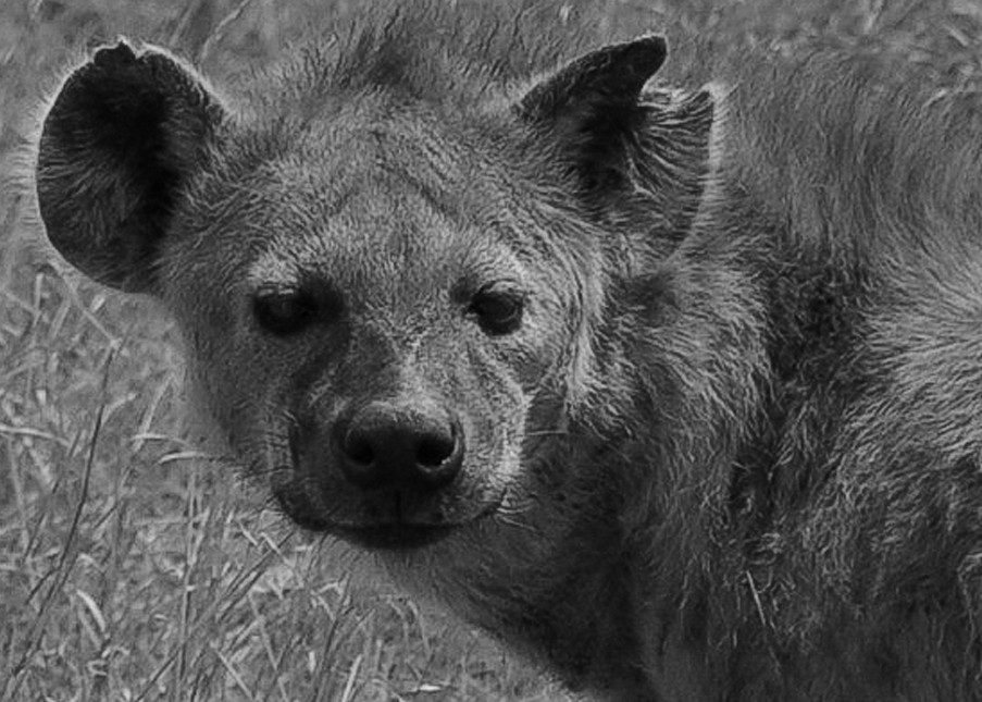 Hyena Photography Art | Michael J. Reinhart Photography