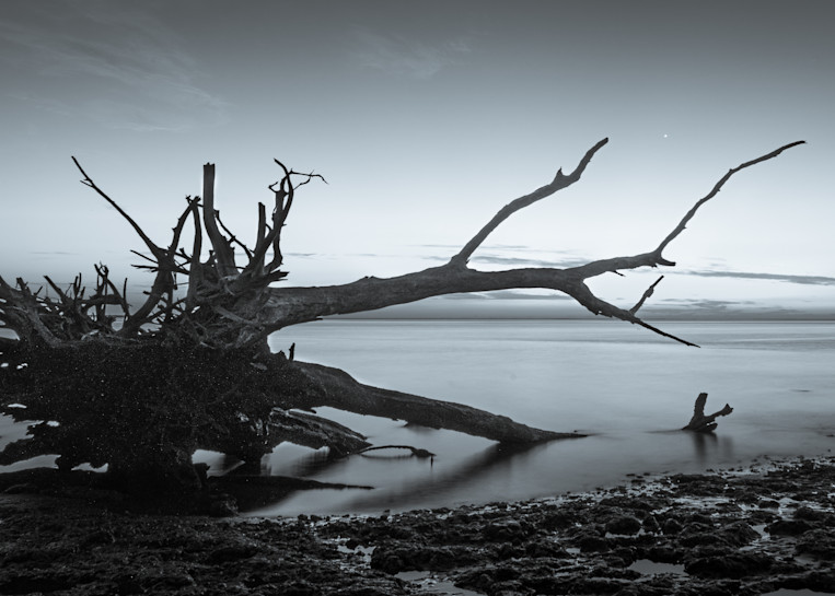 Tree Boneyard Beach Jacksonville Fl Photography Art | RPG Photography
