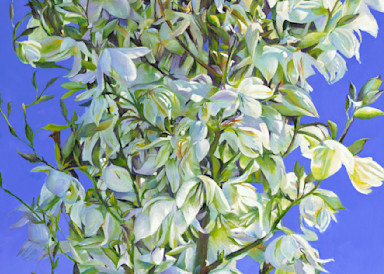 YuccaTree2, 3/15/22, 9:37 AM,  8C, 7404x13799 (1918+240), 133%, Custom,  1/50 s, R92.4, G63.7, B72.7