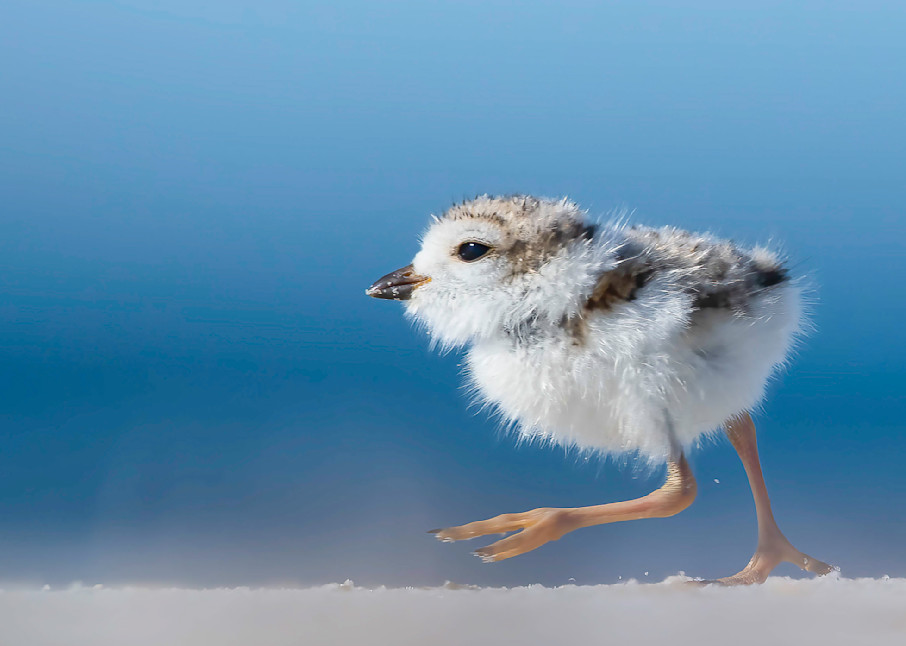 Piping Plover Chick Running Art | Sarah E. Devlin Photography