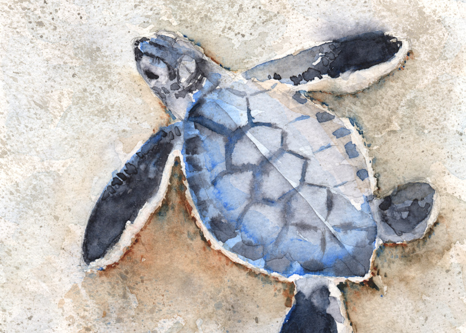 Sea Turtle 29 Watercolor Print | Claudia Hafner Watercolor