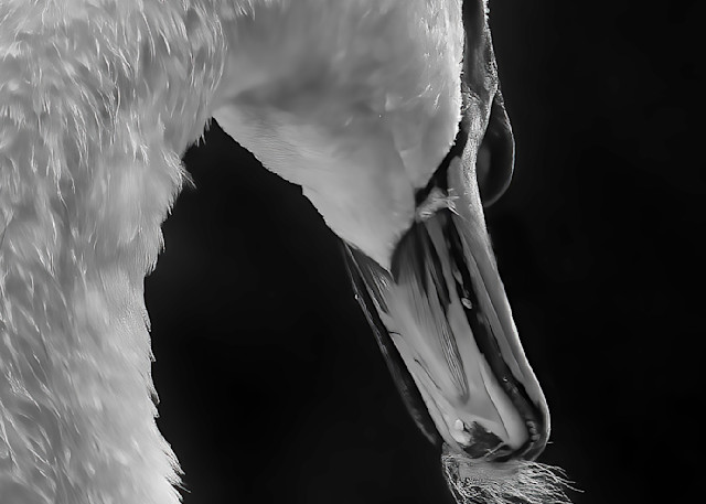 Swan With Feather Art | Sarah E. Devlin Photography