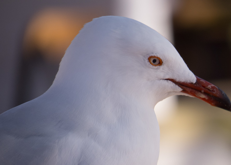 Seagull Stare Photography Art | Nature is Fine Art