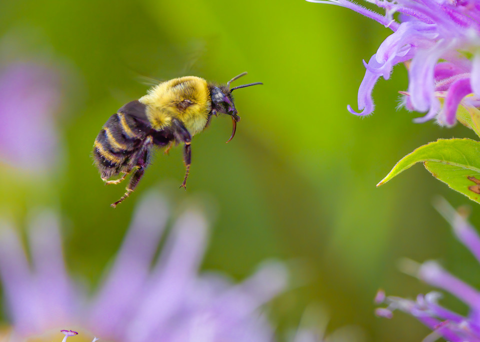 Bumblebee in the Bee Balm