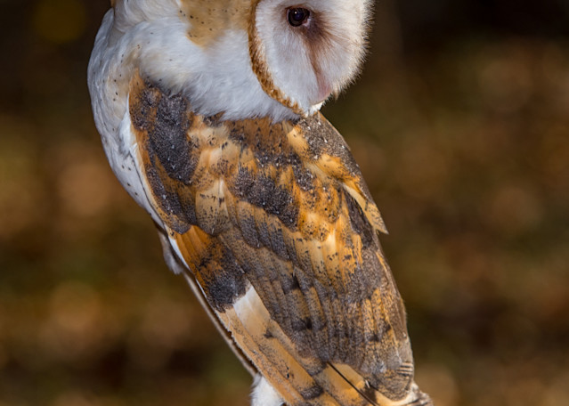 Owles 7 Art | Gaymon Studios
