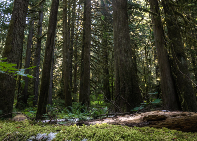 Old Growth Photography Art | 4 points photography