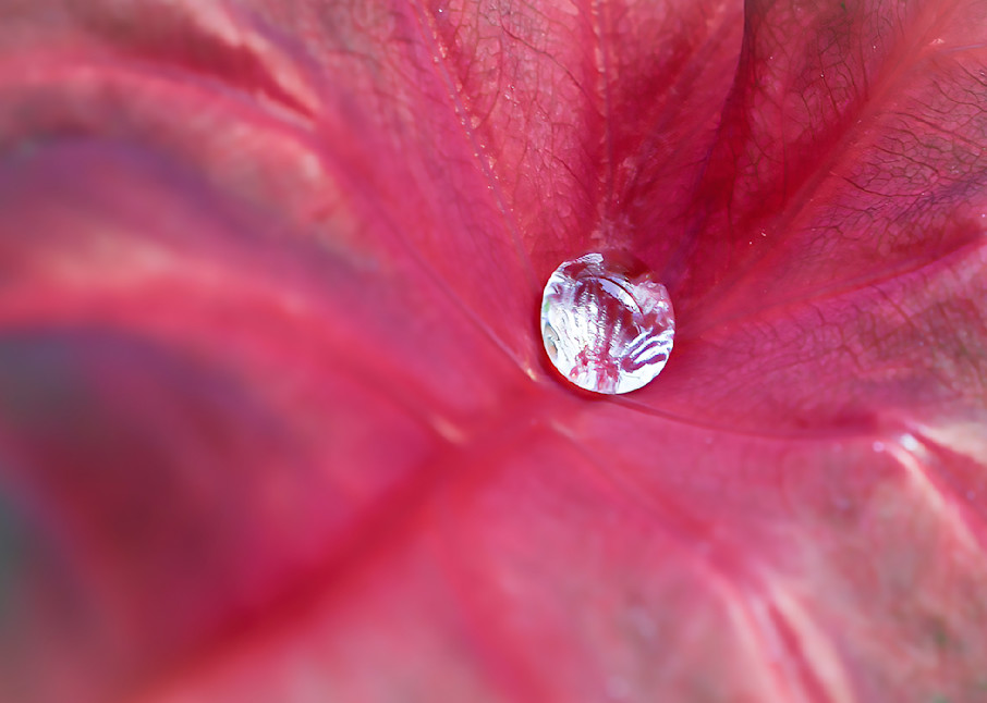Red Leaf With Rain Drop Art | Sarah E. Devlin Photography
