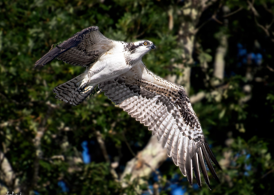 Osprey in flight backgrounded by trees