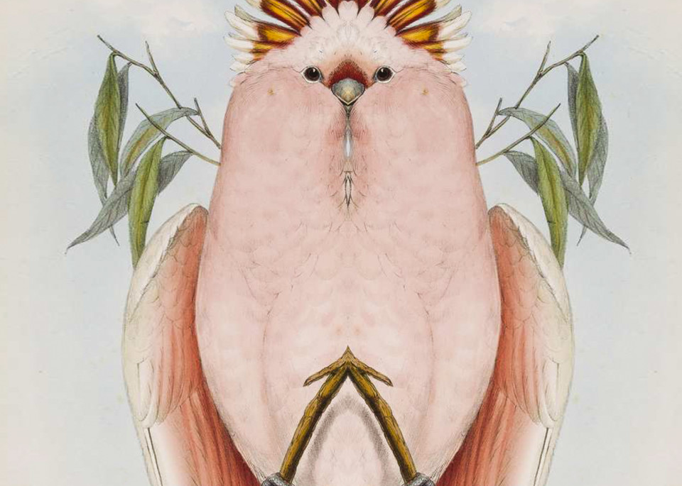 Lithograph of Major Mitchell's Cockatoo, Cacatua leadbeateri from Gould's Birds of Australia, 1840-1848, vol 5, pl 2