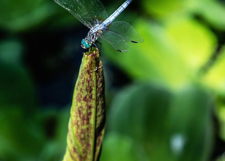 "Dragonfly Reststop"  Photography Art | Sammy Davis Fine Art Photography