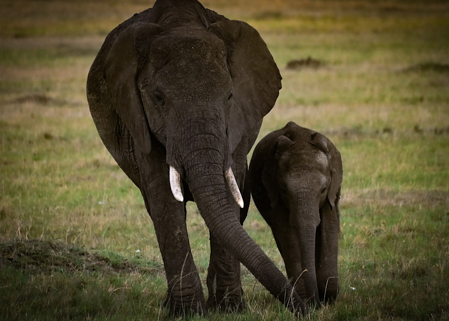 Mother And Child African Elephants, Maasai Mara Kenya Photography Art | Michael J. Reinhart Photography