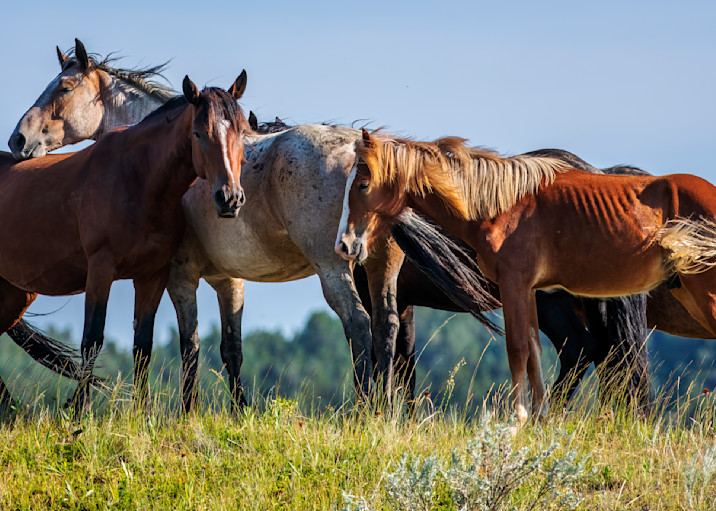 Wild Horses — Theodore Roosevelt National Park fine-art photography prints