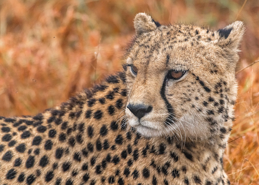 Cheetah Spotted Photography Art | kramkranphoto