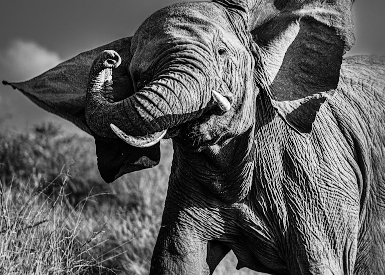 A mother elephant's protective charge in Black and White