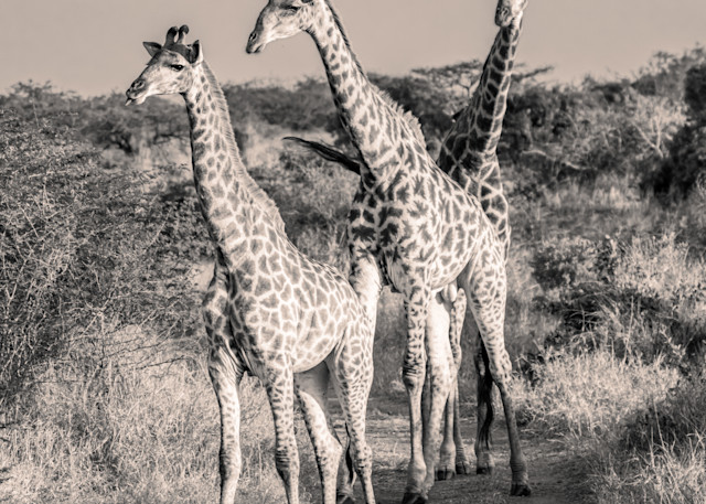 Giraffe Tower Photography Art | kramkranphoto