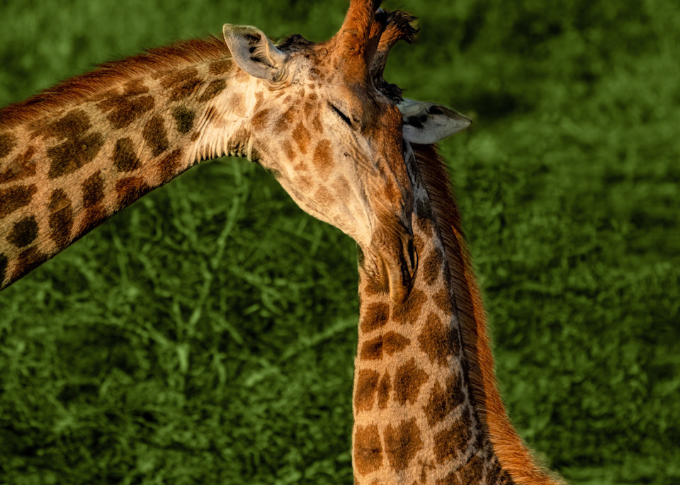 Two Giraffe Become One Photography Art | kramkranphoto
