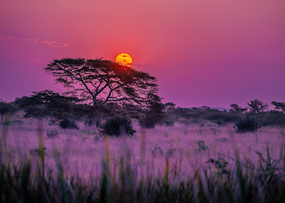 Purple Zulu Haze Photography Art | kramkranphoto