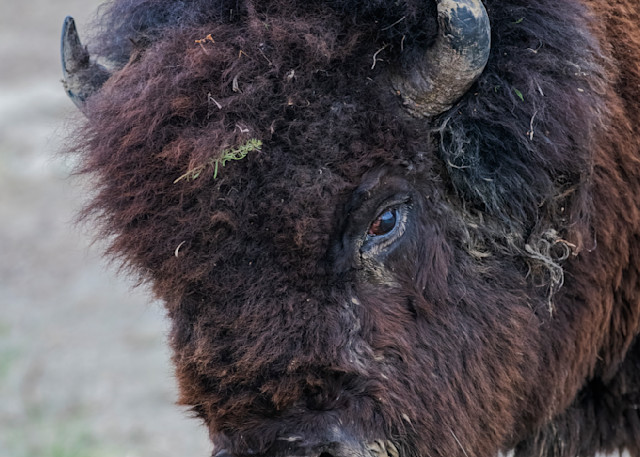 Buffalo head — Theodore Roosevelt National Park fine-art photography prints