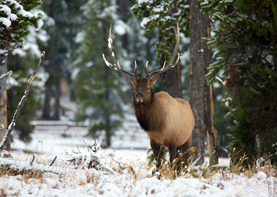 Bull Elk in the Snow | Yellowstone