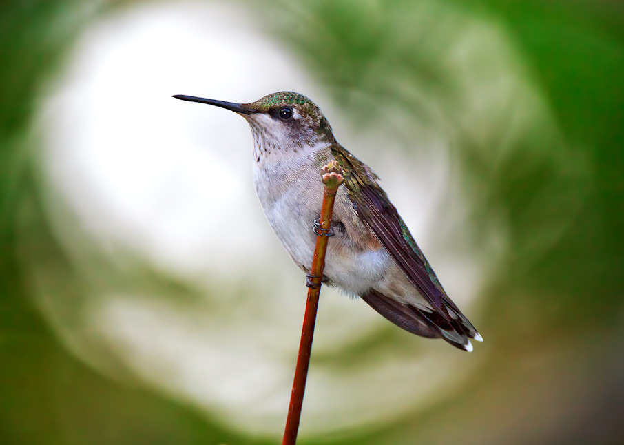 Juvenile Male Ruby-Throated Hummingbird