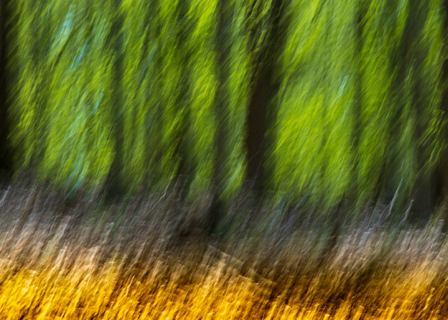 Wind In The Wood Art | Ken Evans Fine Art Photography